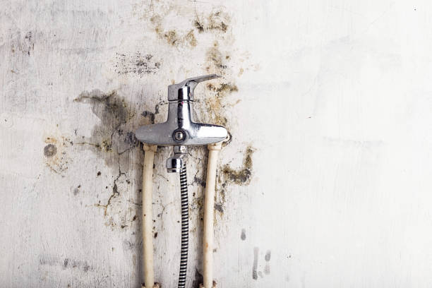 Best Local Mold Removal Service  in Otisville, NY