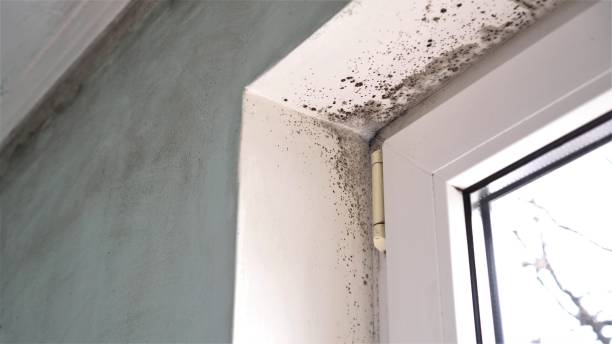 Best Certified Mold Removal  in Otisville, NY