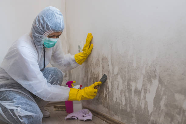 Best Attic Mold Removal  in Otisville, NY