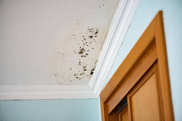 Best Commercial Mold Removal  in Otisville, NY