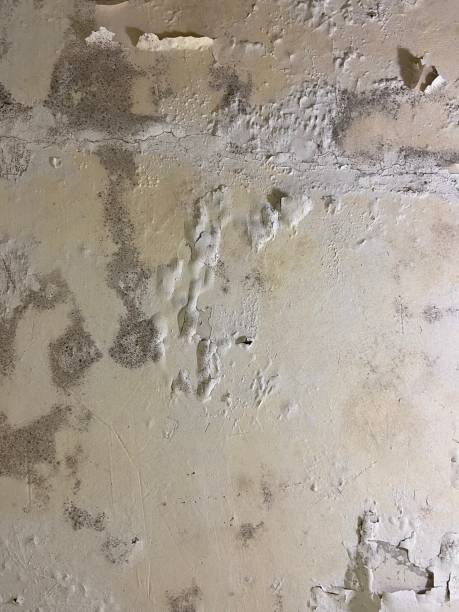 Best Mold Testing  in Otisville, NY