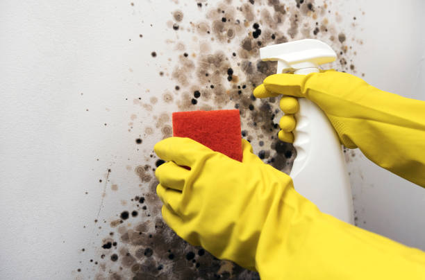 Best Emergency Mold Removal  in Otisville, NY