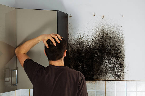 Attic Mold Removal in Otisville, NY
