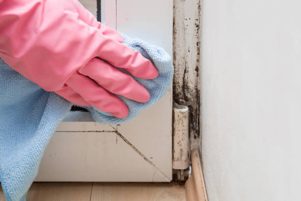 Certified Mold Removal in Otisville, NY